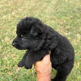 Black Collar, Black Male - Black male German Shepherd puppy in Milan, Illinois from Stonewick German Shepherds