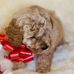 Pinky Pie - Apricot female Saint Berdoodle puppy in Swartz Creek, Michigan from Whisky Paws Saint Berdoodles and Poodle Pups