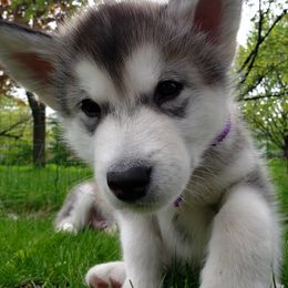 Alaskan Malamute Puppies from Delphi Alaskan Malamutes