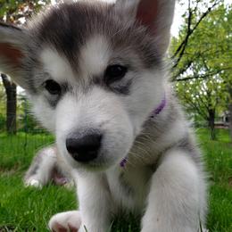 Alaskan Malamute Puppies from Delphi Alaskan Malamutes