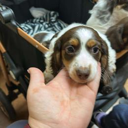 Peppy - Dachshund