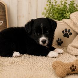 Harvey - Black & white male Miniature Australian Shepherd puppy in Jones, Oklahoma from J&R Aussies/Shih Tzu