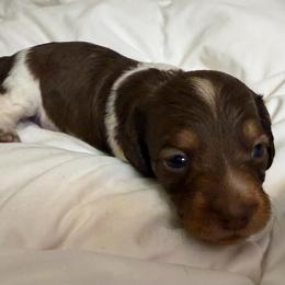 Rain - Piebald female Dachshund puppy in Hazlehurst, Georgia from DrakeFire Dachshunds