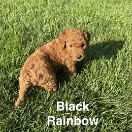 Black Rainbow Collar (Ying) - Red  female Goldendoodle puppy in Landis, North Carolina from Shelbys Doodle Farm