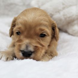 Bernedoodle and Goldendoodle Puppies from Paramount Family Doodles