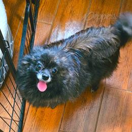 Ember - Pomeranian