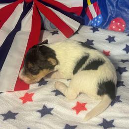 First-Born Girl - White black and tan female Wire Fox Terrier puppy in Ennis, Texas from Syrayed Farm