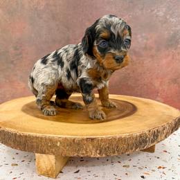 Puppy 3 - Merle female Cockapoo puppy in Beresford, South Dakota from DAKOTA DOOD RANCH