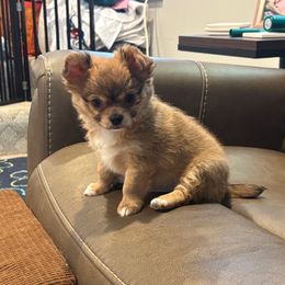 Cosmo - Red male Chihuahua puppy in East Syracuse, New York from Blissful’s Chihuahuas