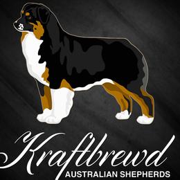 Australian Shepherds from Kraftbrewd Australian Shepherds