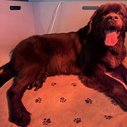 Boy 2 - Brown male Newfoundland puppy in Petersburg, Michigan from J & J Meadows