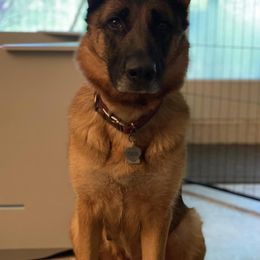 German Shepherds from Riverbirch Kennels