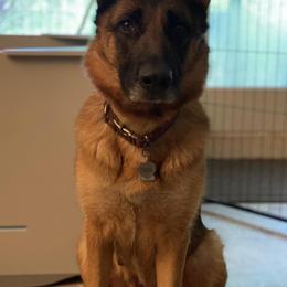 German Shepherds from Riverbirch Kennels