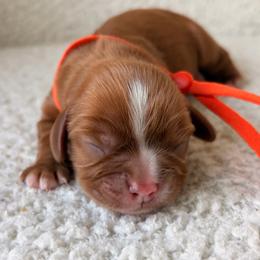 Baker - Ruby male Cavalier King Charles Spaniel puppy in Katy, Texas from True Heart Cavaliers LLC