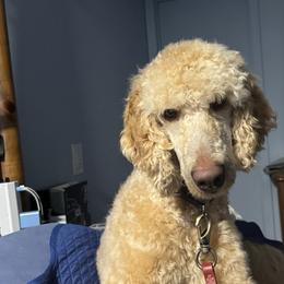 Hawk - Red  male Poodle puppy in Greensboro, North Carolina from Joyful Poodles