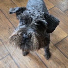 Cricket - Miniature Schnauzer