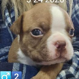 BoY 2 - Red male Boston Terrier puppy in Versailles, Indiana from Benhams Bostons