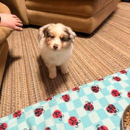 Queen - Red merle female Australian Shepherd puppy in Dallas, Georgia from Sunsprite Aussies