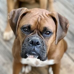 Ava - Boxer