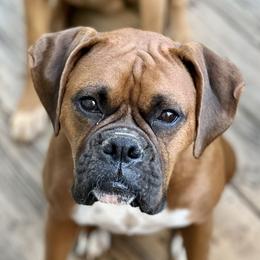 Ava - Boxer