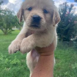 Teal collar - Golden female Golden Retriever puppy in Jesup, Georgia from Painted Platinum Retrievers (Painted Platinum Kennel) PPK