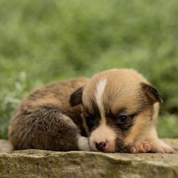 Diamond - Red female Pembroke Welsh Corgi puppy in Narvon, Pennsylvania from Corgi Companions