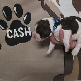 Cash - Liver white and tan male English Springer Spaniel puppy in Ocoee, Tennessee from Ocoee Mountain Springers