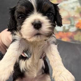 Twilight Sparkle - Tri-color female Cavalier King Charles Spaniel puppy in Spring Hill, Florida from Wonderland Cavaliers
