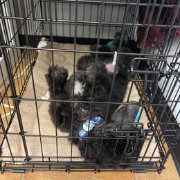 Poodle Puppies from Cedar Cove Standard Poodles
