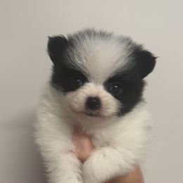 Princess - Black parti female Pomeranian puppy in Jackson, Tennessee from Little House Pomeranians