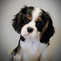 Cavalier King Charles Spaniel Puppies from Royalton Cavaliers