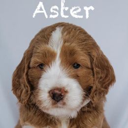 Goldendoodle Puppies from Lover Dover Doodles