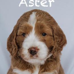 Goldendoodle Puppies from Lover Dover Doodles