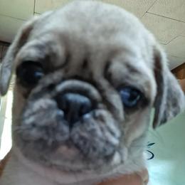Lilac Merle Boy 2 with double blue eyes - Black male Pug puppy in Gadsden, Alabama from Carla's Pugs