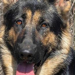 Ada - German Shepherd