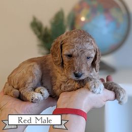 Goldendoodle Puppies from Rebecca Goldendoodles