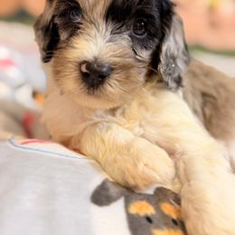 Cosmo - Blue merle male Aussiedoodle puppy in Dickerson, Maryland from Pawsome Aussie Doodles and Oodles