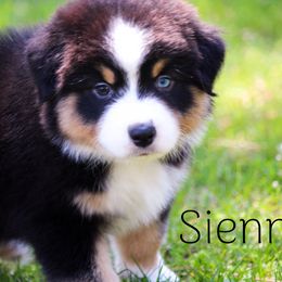 Sienna - Australian Shepherd puppy in Coldwater, Michigan from Northern Star Australian Shepherds