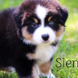 Sienna - Australian Shepherd puppy in Coldwater, Michigan from Northern Star Australian Shepherds