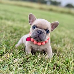 Blue fawn female - Blue fawn female French Bulldog puppy in Jefferson City, Missouri from Central Frenchie Haven