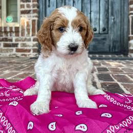 Fushia (Ella) - Parti female Goldendoodle puppy in Celina, Texas from Kennedy Doodles