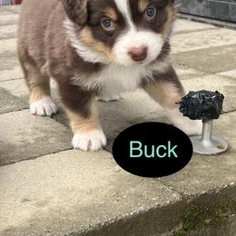 Australian Shepherd Puppies from CTR Farmstead