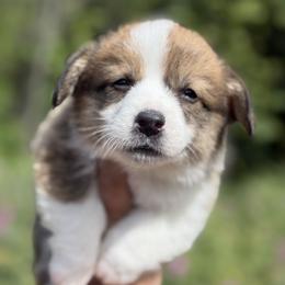 Juniper - Sable male Pembroke Welsh Corgi puppy in Montague, California from Shasta Valley Pembrokes
