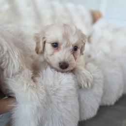 Grape - Cream female Aussiedoodle puppy in North Royalton, Ohio from Johnson's Doodles