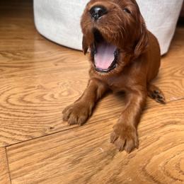 Black - Mahogany male Irish Setter puppy in Dayton, Pennsylvania from Sunset Acres Setters