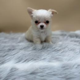Kelly - Cream female Chihuahua puppy in Lee Center, New York from Alfheim-Andromeda Chihuahua's (A &A's)