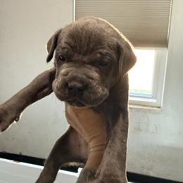 Yellow - Gray female Cane Corso puppy in Sullivan, Missouri from Midwest Cane Corso in Action