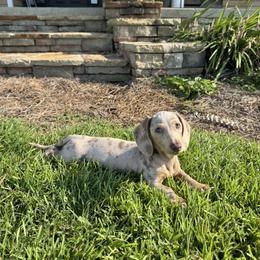 Georgia - Dachshund