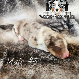 Boy 3 - Red merle male Australian Shepherd puppy in Harpers Ferry, Iowa from Wexford Creek Aussies, LLC