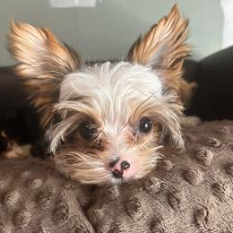 Sangria - Chocolate, tan and white female Yorkshire Terrier puppy in Atlanta, Georgia from Cocktail Puppies